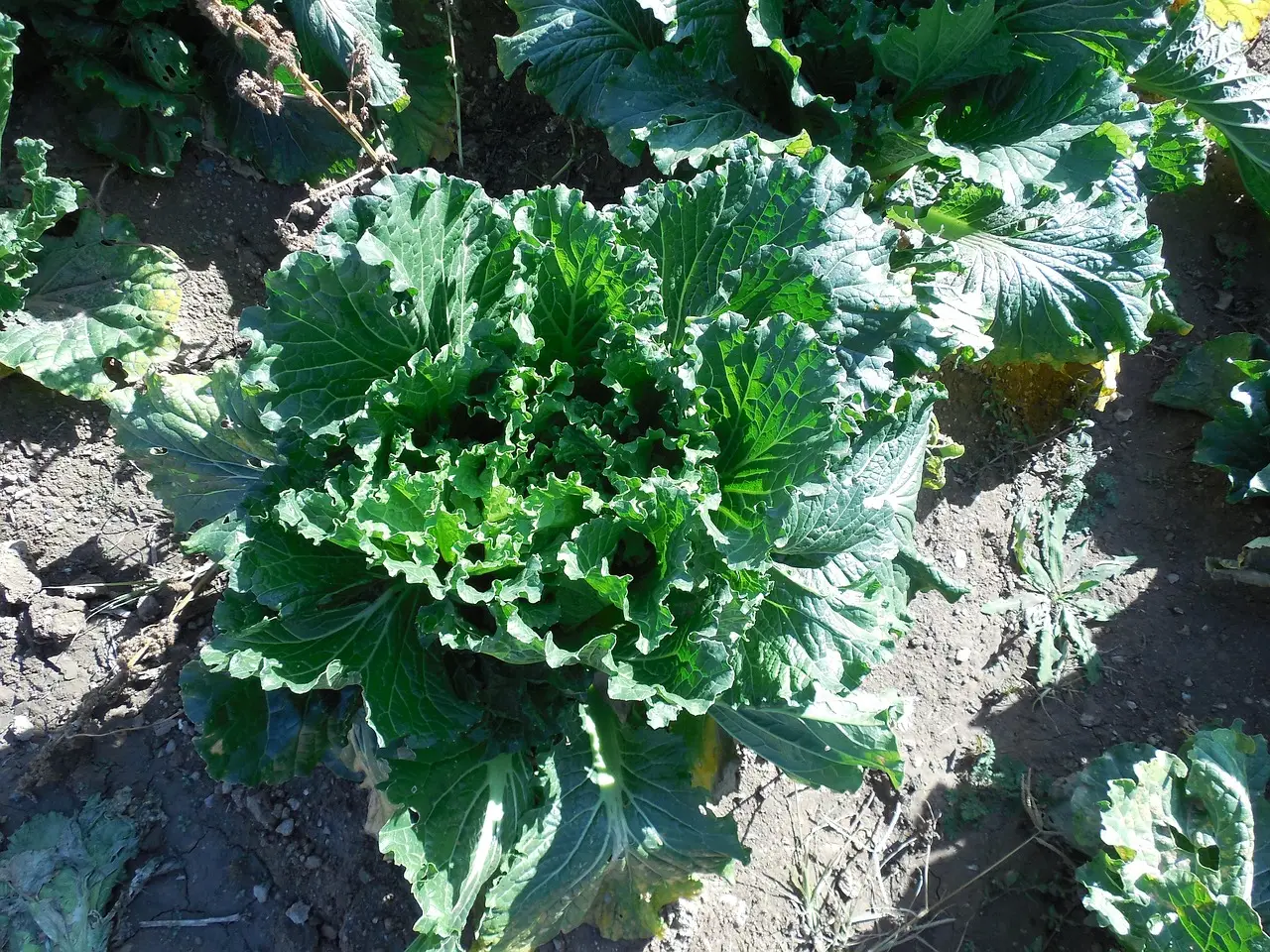 Bok choy