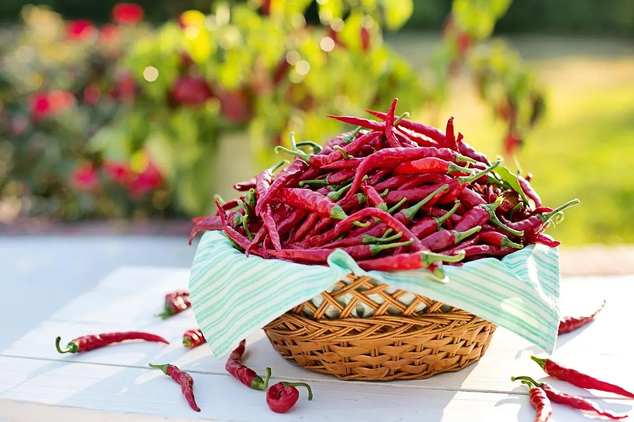 Chilli Peppers