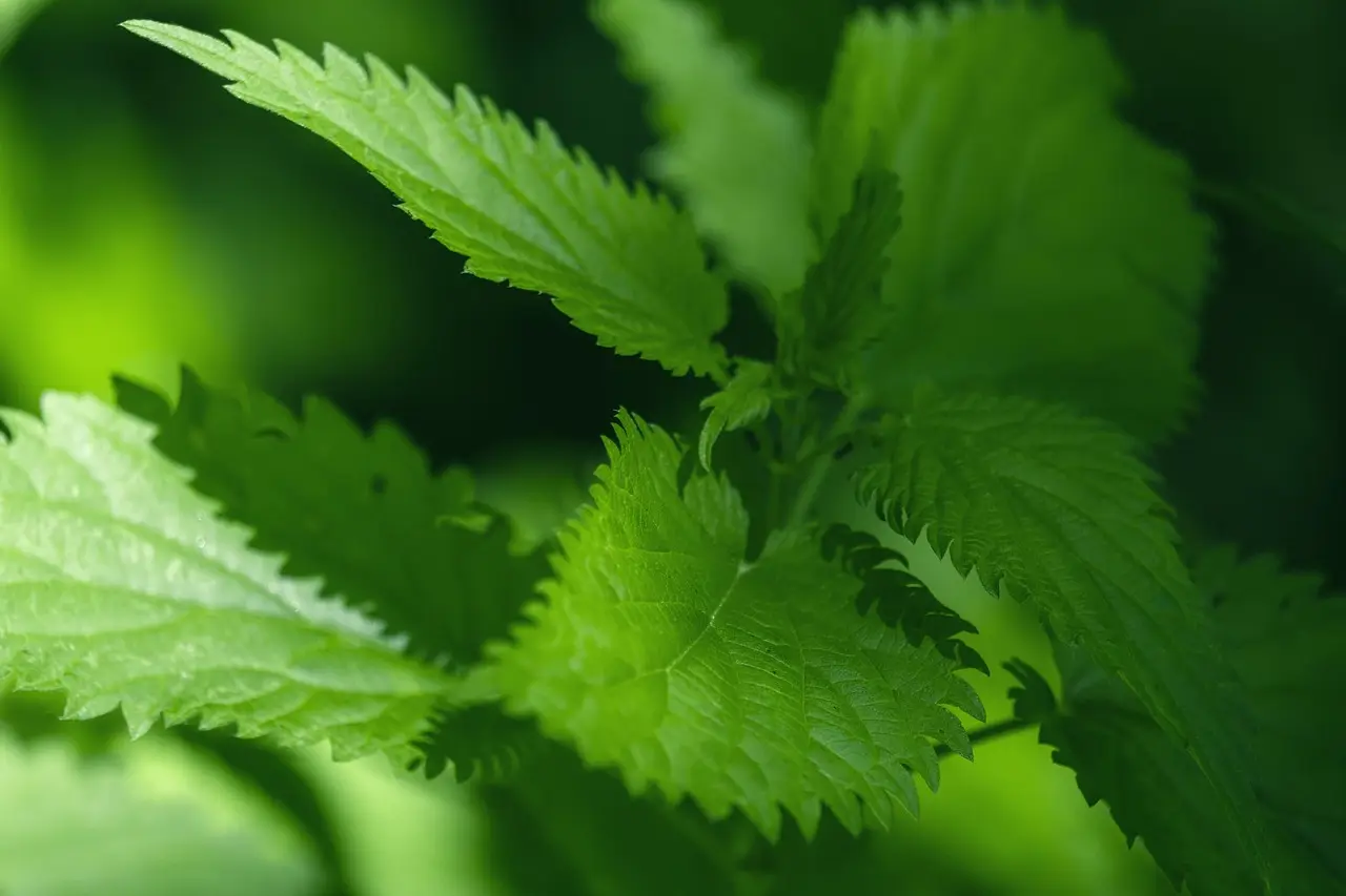Nettle