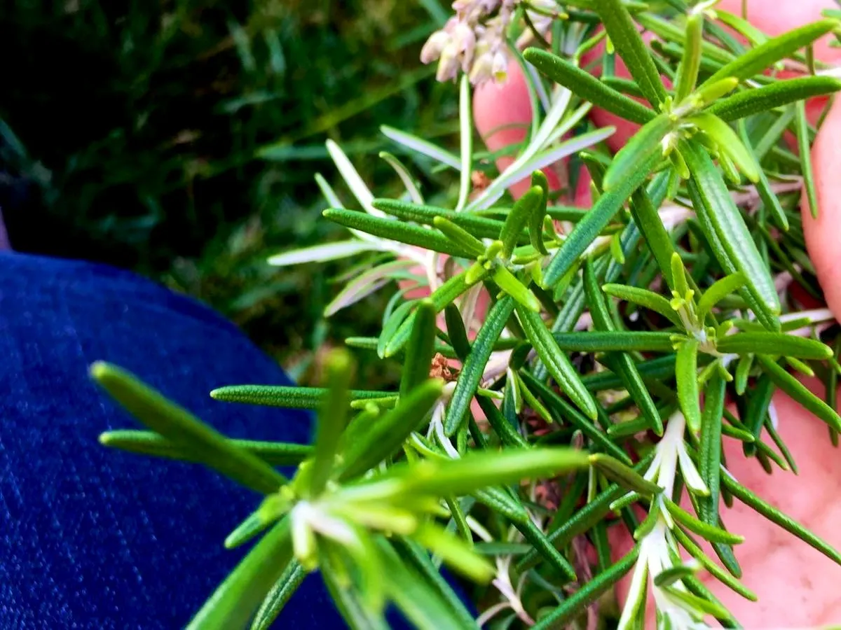Fresh Herbs, from Tia’s kitchen