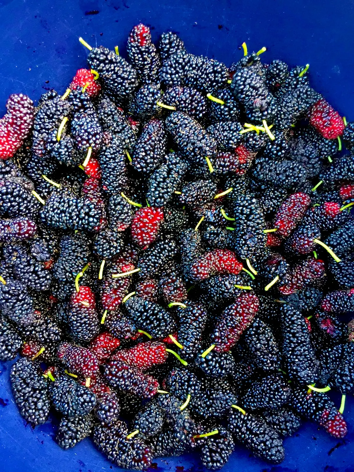 Mulberries