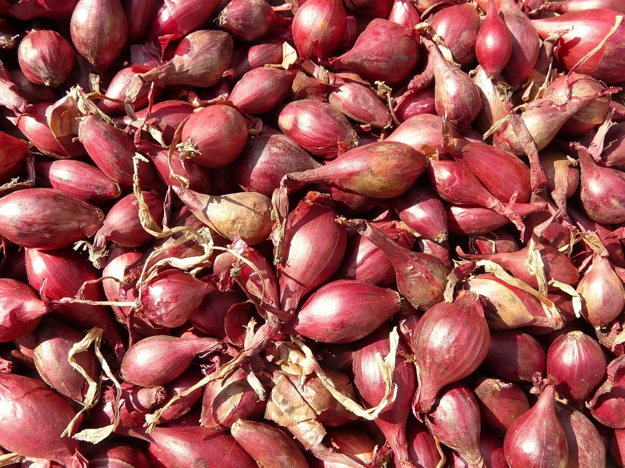 Shallots