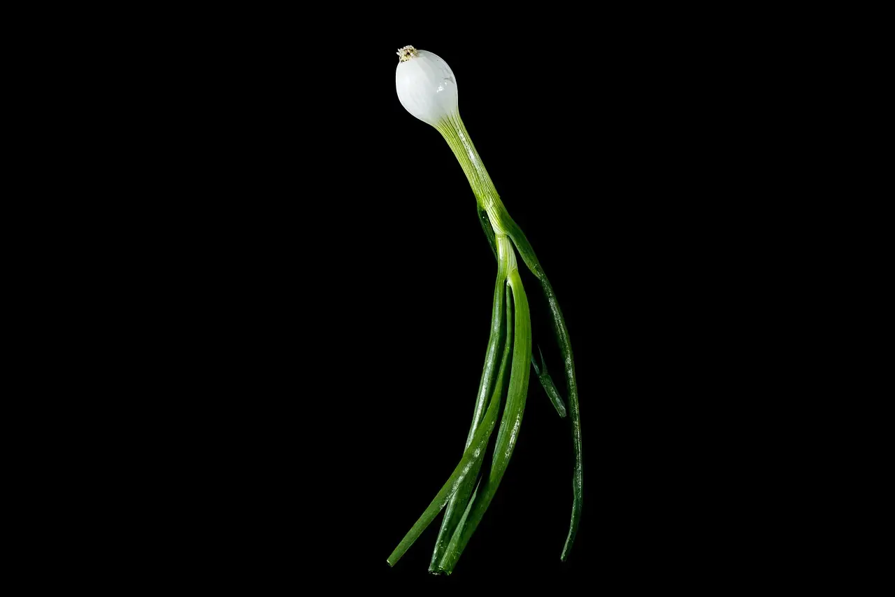 Spring onions
